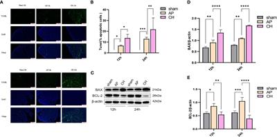 Corrigendum: Material basis and molecular mechanisms of Chaihuang Qingyi Huoxue Granule in the treatment of acute pancreatitis based on network pharmacology and molecular docking-based strategy